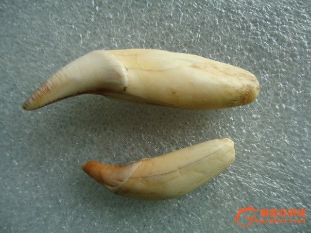 两颗老熊牙-两颗老熊牙价格-两颗老熊牙图片，来自藏友lyzx520-杂项-地摊交易-华夏收藏网