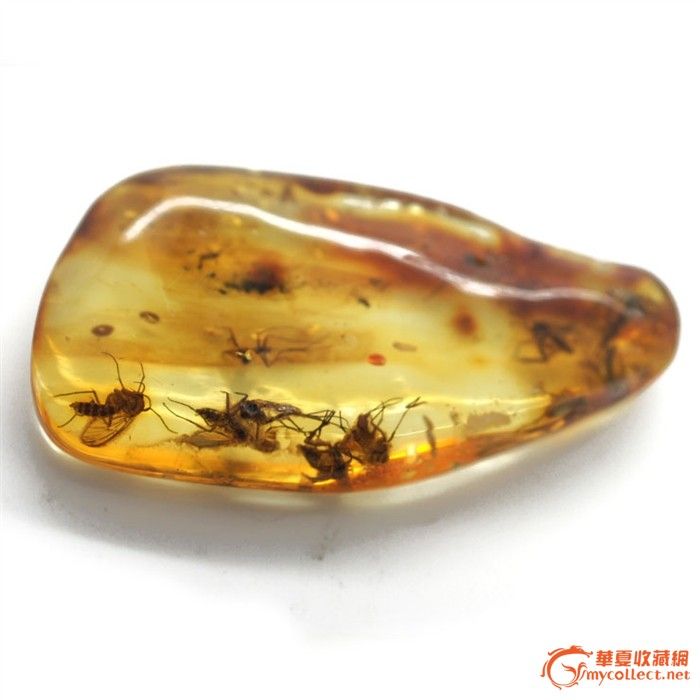 波罗的海 摇蚊 虫珀 原石裸石_波罗的海 摇蚊 虫