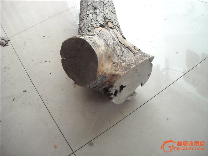 一根老榨榛树料