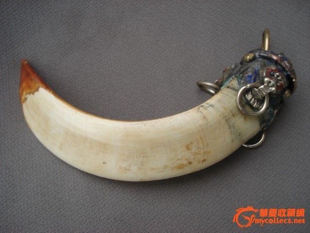 镶藏银的老野猪牙一颗_镶藏银的老野猪牙一颗