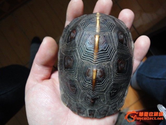 几十年野生的黄缘闭壳龟老龟壳_几十年野生的