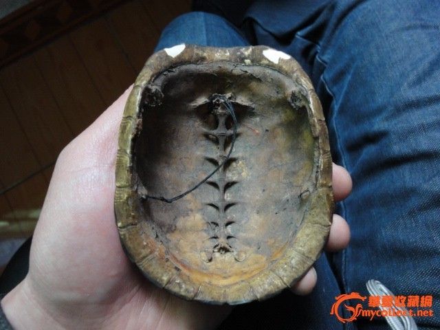几十年野生的黄缘闭壳龟老龟壳_几十年野生的