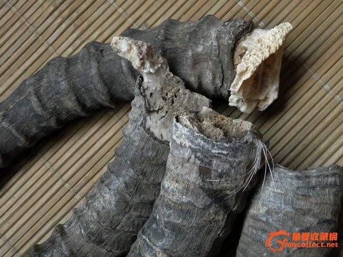 个人收藏的藏羚_个人收藏的藏羚价格_个人收