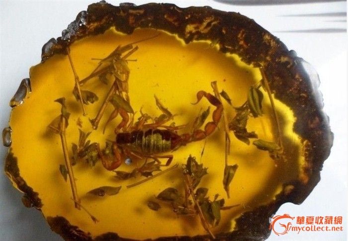 ()松脂,天然松脂,松脂石_大山谷图库