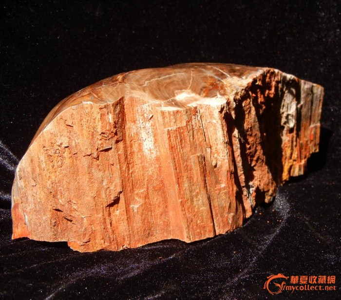 化石木化石木化玉硅化木摆件7.18斤眼看红木拿手是奇石
