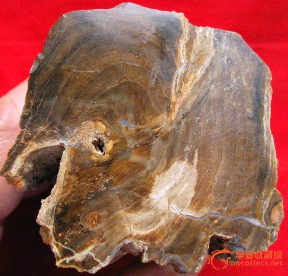 化石木化石木化玉硅化木摆件1.38斤看红木拿奇石