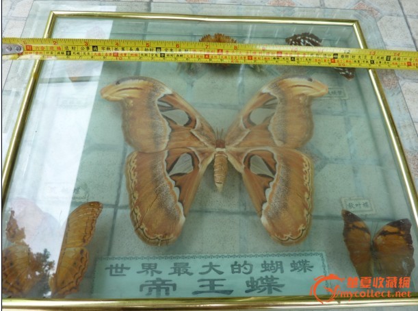 世界最大的蝴蝶标本一帝王蝶_世界最大的蝴蝶