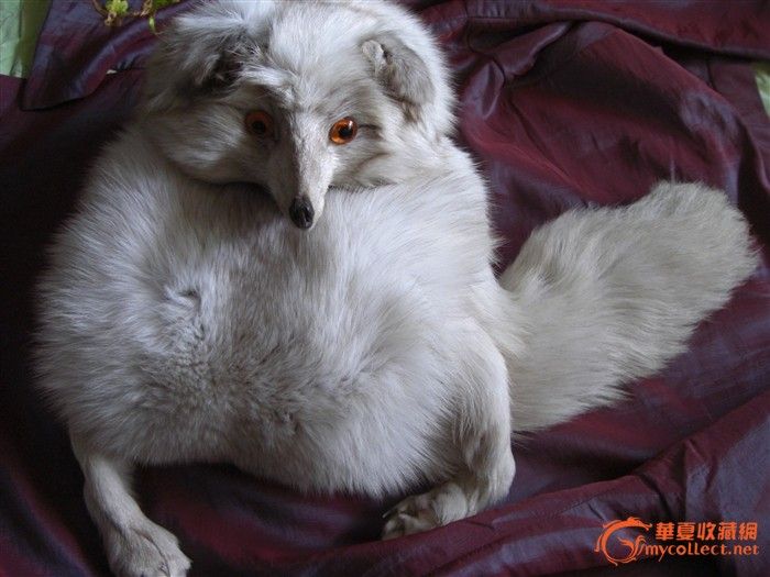 很可爱很妖媚的白狐(北极狐)_很可爱很妖媚的白狐(北极狐)价格_很可爱很妖媚的白狐(北极狐)图片_来自藏友我为瓷狂2010_织锦_地摊交易_华夏收藏网 cang.com