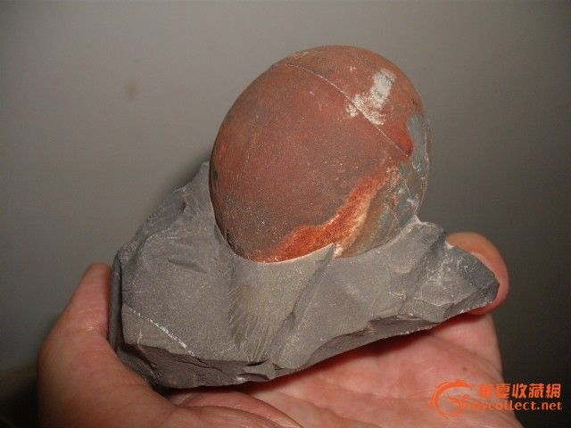 管它乌龟王八蛋卖掉算了8公分_管它乌龟王八蛋卖掉算了8公分价格_管它乌龟王八蛋卖掉算了8公分图片_来自藏友lsljll_杂项_地摊交易_华夏收藏网 cang.com