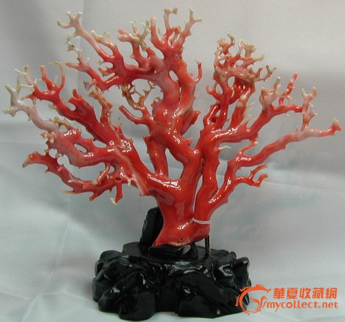 红珊瑚原枝摆件图片