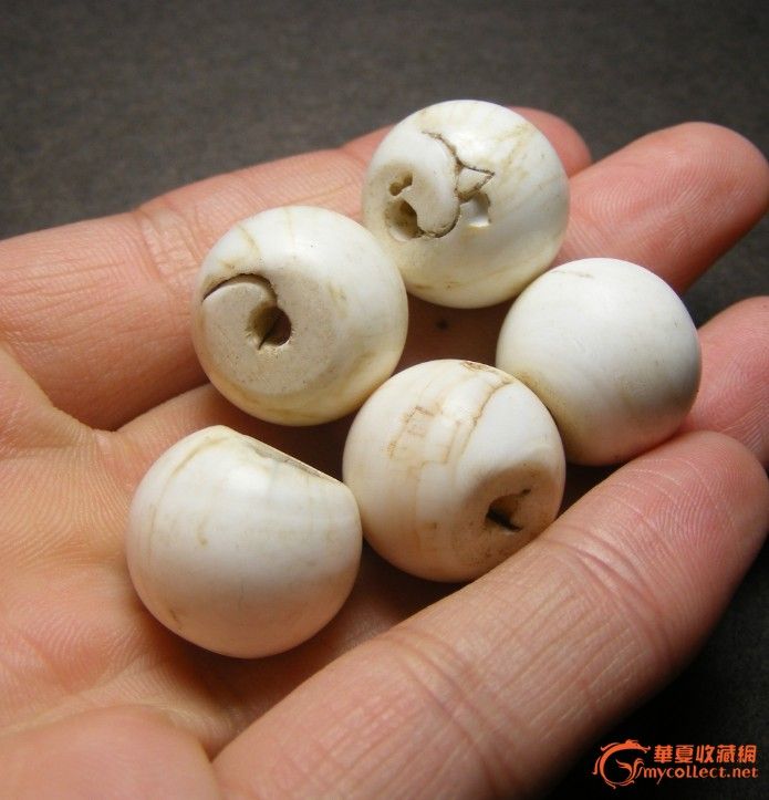 老海螺大圆佛珠5颗(大尺寸 厚重)