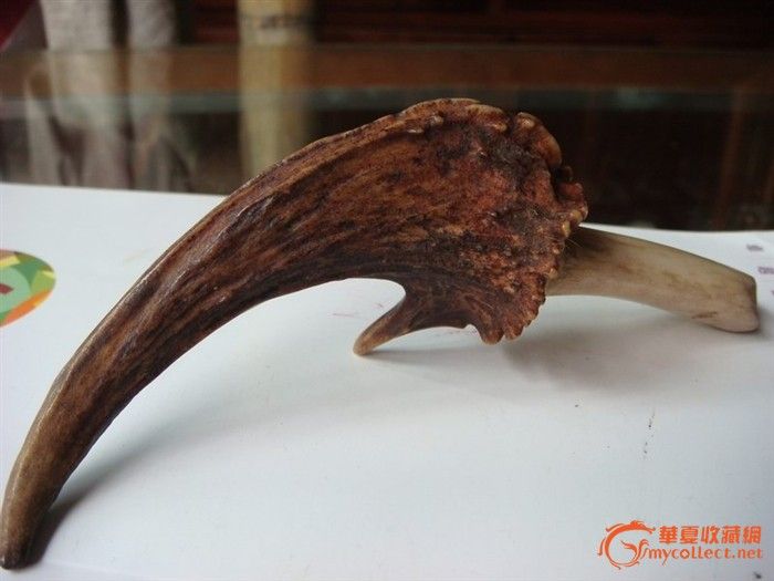 地摊 杂项 其它 > 超大老黄猄角