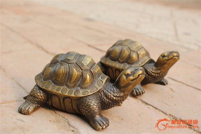 小金龟一对
