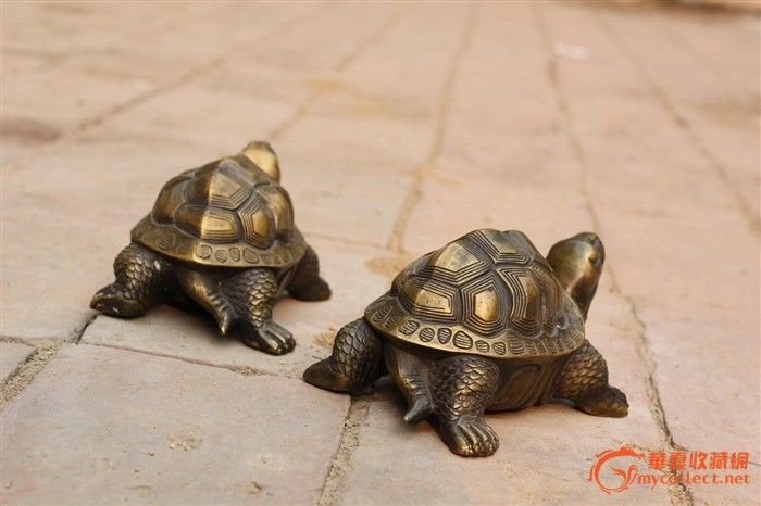 小金龟一对